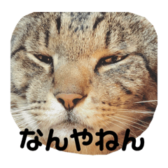 yuta_special_cat