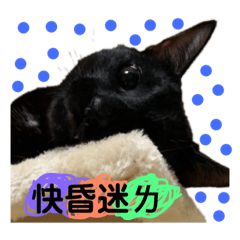 李洋洋ㄉ寶貝小喵