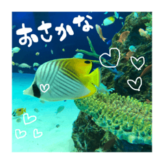 cute fish stamp.