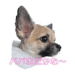 jijipopo