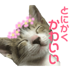 保護猫ピノbyオハナビーズ Line スタンプ Line Store