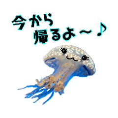 Jellyfish us
