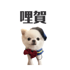 小賀吉娃娃