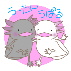 Axolotl.Uparusan,2