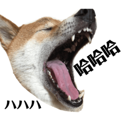 Shiba dog in Chinese and Japanese.