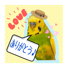 第二弾 かわいいセキセイインコ Line スタンプ Line Store