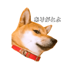 Shiba  gon