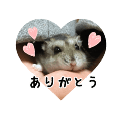 Hamster Kotsubu