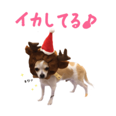 Tenchan of Chihuahuas