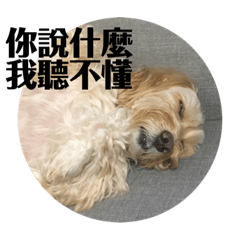 傲嬌的毛妹