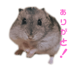 hamster "mumu "sticker