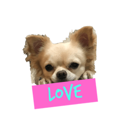 Chihuahua's Gugu!