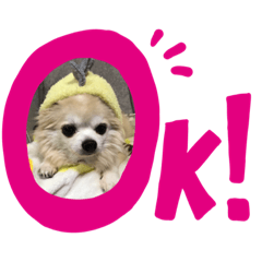 DOG_20190203111005