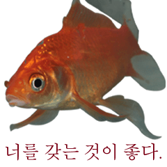 금붕어 사랑 금붕어 -6- 한국어