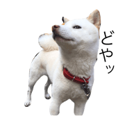 SYK_20190114233119