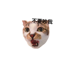 catcatcutehsuan