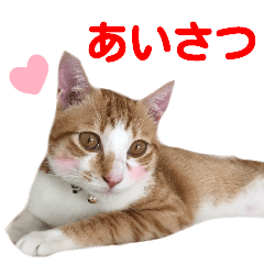 Yozo cat sticker