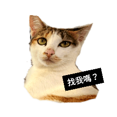 家貓BUBU醬的日常