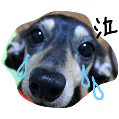 kinako_20190208225503