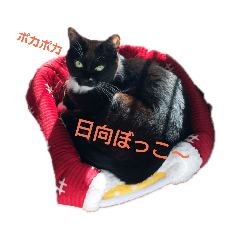 nyan's_m2
