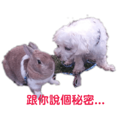尼可與妮妮