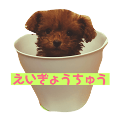 Poodle Sayu
