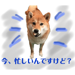 adorable Shiba dog konatsu