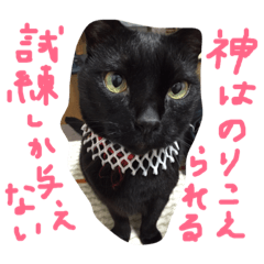 ねこの名言