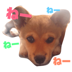 Shiba inu??corgi??