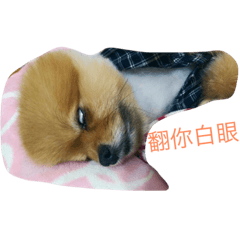 小松鼠與獅子王
