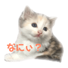 pretty cat STAMP1