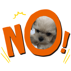 moco moco1