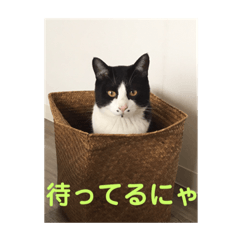 hima_20190215001100