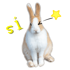 Cute rabbits daily life (Spanish)