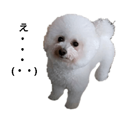 cute_dog_cotone