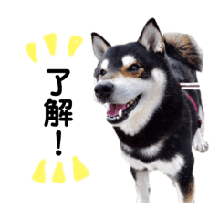 黒柴犬リク Line スタンプ Line Store 黒柴犬リク Line スタンプ Line Store