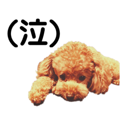 toy poodle stamping