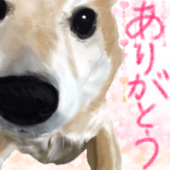 Haruna the shibe's Super KAWAII sticker