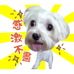 可愛 QQ