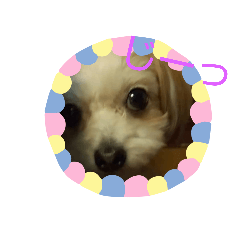 youmoco_20190216010919