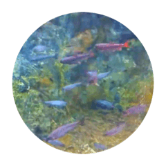 櫻花鉤吻鮭40張貼圖