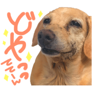 miniature Dachshund KIRARA