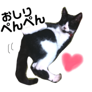My lovely Cat Neko-kun