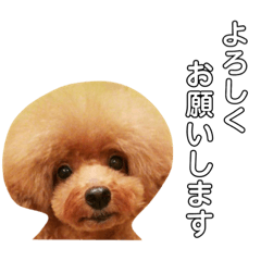 Toy Poodle, Prinz's Life