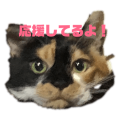 Sanae_20190216134638