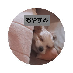 youmoco_20190215235851