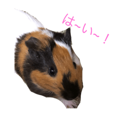 Kiyo_20190217220229