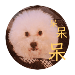 小哈比的日常