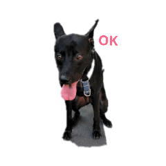 台灣犬Bella-2