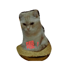 喵皮皮